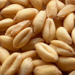 Wheat